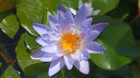 Hanging Blue Micrantha Seeds - Ideal for Planting