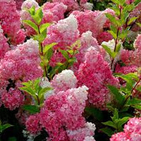 Vanilla Strawberry Hydrangea Flower seeds for Planting - Fragrant Blossoms, Heirloom & GMO Free Seeds for Home Garden