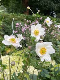 White Autumn Flower seeds for Planting - Premium Quality, Heirloom & GMO Free Seeds for Home Garden