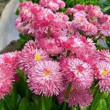 Pink Bellis Perennis Flower Seeds for Planting