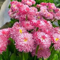 Pink Bellis Perennis Flower Seeds for Planting