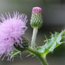 Cirsium Muticum Flower for Planting Vibrant Colors Heirloom & GMO Free Seeds for Home Garden