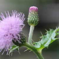 Cirsium Muticum Flower for Planting Vibrant Colors Heirloom & GMO Free Seeds for Home Garden