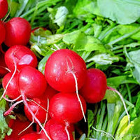 Radish Vegetable Seeds for Home Planting