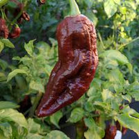 Bhut Jolokia Brown Seeds - Perfect for Planting Hot Peppers