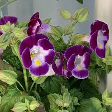 Mixed Torenia Flower seeds for Planting - Fragrant Blossoms, Heirloom & GMO Free Seeds for Home Garden
