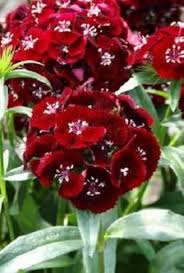 Maroon Dianthus Flower seeds for Planting - Seasonal Bloomer, Heirloom & GMO Free Seeds for Home Garden