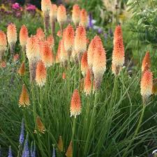 Kniphofia Flower seeds for Planting Cut Flower Favorite Heirloom & GMO Free Seeds for Home Garden