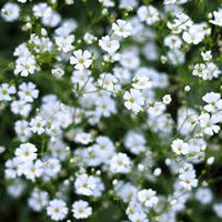 White Burren Flower seeds for Planting - Garden Favorite, Heirloom & GMO Free Seeds for Home Garden