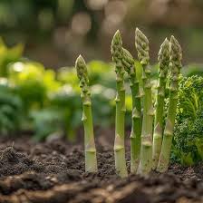 Green Asparagus Mary Washington Seeds for Perennial Planting