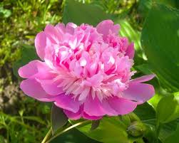 Pink Paeonia Flower seeds for Planting - Vibrant Colors, Heirloom & GMO Free Seeds for Home Garden
