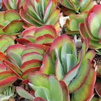 Green Kalanchoe Thyrsiflora Flower seeds for Planting - Sun Loving, Heirloom & GMO Free Seeds for Home Garden