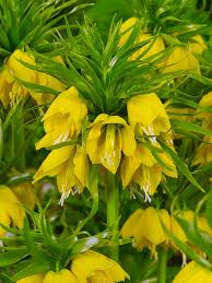 Yellow Imperial Wang Fritillaria Flower Seeds for Planting Cut Flower Favorite Heirloom & GMO Free Seeds for Home Garden
 
 Sale