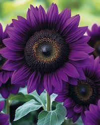 Purple Sunflower Perennial Flower Seeds for Planting Fragrant Blossoms Heirloom & GMO Free Seeds for Home Garden
 
 Sale