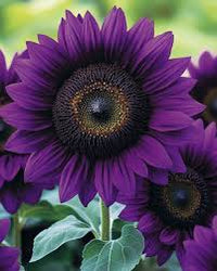 Purple Sunflower Perennial Flower Seeds for Planting Fragrant Blossoms Heirloom & GMO Free Seeds for Home Garden
 
 Sale