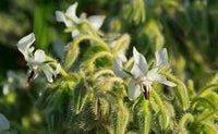 White Borage Flower seeds for Planting - Garden Favorite, Heirloom & GMO Free Seeds for Home Garden