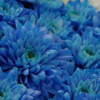 Sky Blue Chrysanthemum Flower seeds for Planting - Cottage Garden Essential, Heirloom & GMO Free Seeds for Home Garden