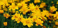 Yellow Bidens Flower Garden Planting - Seeds for Colorful Floral Arrangements