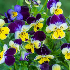 Viola Tricolor Planting Flower Seeds for Vibrant Gardens - Organic Multi-Colored Blooms