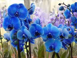 Futaba Blue Butterfly Orchid Flower seeds for Planting - Hardy Variety, Heirloom & GMO Free Seeds for Home Garden