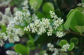 White Ligustrum Flower Planting  Seeds for Lush Foliage and Fragrant Blooms in Your Garden