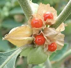 Orange Somnifera Flower seeds for Planting - Bright Blooms, Heirloom & GMO Free Seeds for Home Garden