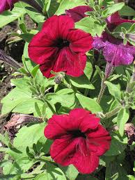 Dotted Burgundy Petunia Seeds for Planting Heirloom NONGMO Flower Seeds Easy to Grow Garden Blooms 
 
 Sale
