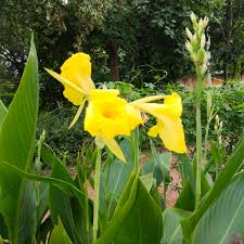 Yellow Pretoria Flower seeds for Planting - Premium Quality, Heirloom & GMO Free Seeds for Home Garden