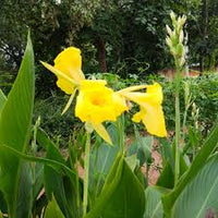 Yellow Pretoria Flower seeds for Planting - Premium Quality, Heirloom & GMO Free Seeds for Home Garden