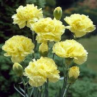 White Green Dianthus Caryophyllus Flower Seeds for Planting Wildflower Mix Heirloom & GMO Free Seeds for Home Garden
 
 Sale