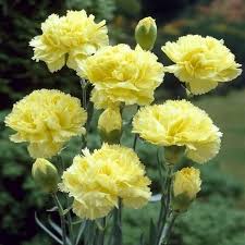 White Green Dianthus Caryophyllus Flower Seeds for Planting Wildflower Mix Heirloom & GMO Free Seeds for Home Garden
 
 Sale