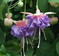Sky Blue Fuchsia Flower Seeds – Fragrant Blossoms Heirloom & NonGMO for Home Garden
 
 Sale