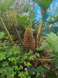 Giant Gunnera Manicata Flower seeds for Planting - Long Bloom Season, Heirloom & GMO Free Seeds for Home Garden