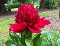 Peony "First Red" Seeds