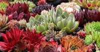 Mixed Sempervivum Hybridum Flower seeds for Planting - Garden Favorite, Heirloom & GMO Free Seeds for Home Garden