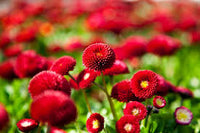 Red Bellis Flower seeds for Planting - Bright Blooms, Heirloom & GMO Free Seeds for Home Garden