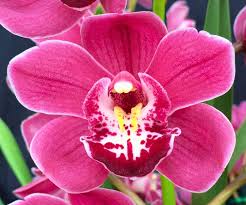 Cymbidium Flower Planting Seeds for Stunning Orchids