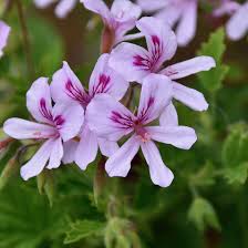 Light Red Pelargonium Flower Seeds for Planting Fragrant Blossoms Heirloom & GMO Free Seeds for Home Garden
 
 Sale
