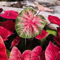 Pink Thailand Caladium Flower Seeds for Planting Compact Growth Heirloom & GMO Free Seeds for Home Garden
 
 Sale