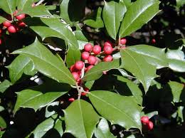 Opaca Tree Seeds for Planting  Grow Your Own Tree