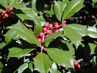 Opaca Tree Seeds for Planting  Grow Your Own Tree