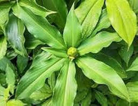Beijing Plant Seeds: Essential Planting Supplies