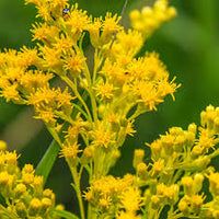 Goldenrod Flower seeds for Planting - Wildflower Mix, Heirloom & GMO Free Seeds for Home Garden