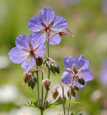 Blue Pelargonium Peltatum Flower Seeds for Planting Seasonal Bloomer Heirloom & GMO Free Seeds for Home Garden
 
 Sale
