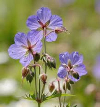 Blue Pelargonium Peltatum Flower Seeds for Planting Seasonal Bloomer Heirloom & GMO Free Seeds for Home Garden
 
 Sale