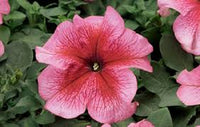 Light Pink Red Petunia Flower Seeds for Planting Heirloom NONGMO Easy Grow Garden Blooms Easy to Grow 
 
 Sale