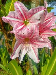 Pink Amaryllis Barbados Seeds for Planting Fragrant Blossoms Heirloom & GMO Free Seeds for Home Garden
 
 Sale