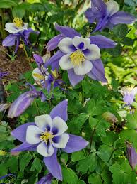 Light Blue Pink Aquilegia Flower Seeds for Planting Compact Growth Heirloom & GMO Free Seeds for Home Garden
 
 Sale