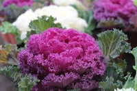 Violet Brassica Oleracea Flower Seeds – Bright Blooms Heirloom & NonGMO Seeds for Home Garden
 
 Sale