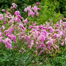 Pink Alaskan Burnet Flower seeds for Planting - Compact Growth, Heirloom & GMO Free Seeds for Home Garden